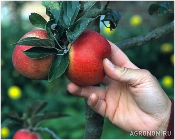 . Болезни яблок в период хранения - фотография №1