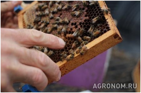. Правила обращения с пчелами с видео - фотография №1