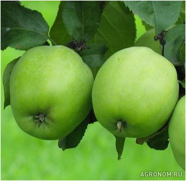 . Мочение яблок - фотография №1