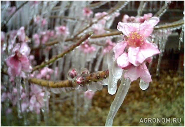 . Морозоустойчивость растений плодовых культур в зависимости от различных факторов - фотография №1