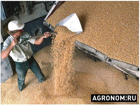 Зерновые культуры. На Кубани в мае выявили почти 120 тыс. тонн зараженного экспортного зерна - фотография №1