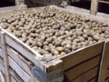 Семена, саженцы. Картофель семенной цена: 7.50 руб / кг.