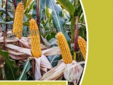 . Семена кукуруза Краснодарский 291 АМВ, описание и характеристика - фотография №1