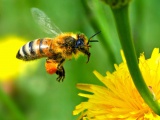 Мёд, пчелы, пчелопродукция. Пчелы и экология 