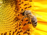 Мёд, пчелы, пчелопродукция. Роль пчеловодства в опылении энтомофильных сельскохозяйственных культур 