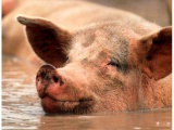 Свиньи. В Белоруссии запрещен ввоз свинины из Ростовской области 