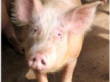 Свиньи. В двух районах Ростовской области из-за АЧС уничтожено более тысячи свиней 