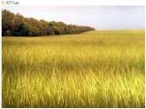 Зерно, зернобобовые. Уборка озимого ячменя стартовала в Краснодарском крае 
