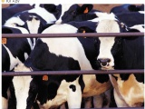 КРС. Почти 800 тыс. голов скота вакцинировали против ящура на Кубани 