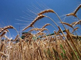 Зерно, зернобобовые. Урожай пшеницы составит 20 млн т — Гидрометцентр 