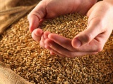 Зерно, зернобобовые. Аграрии Кубани планируют собрать не менее 11 млн тонн зерна 