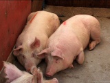 Свиньи. В Краснодарском крае за год поголовье свиней сократилось на 58% 
