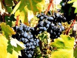 С/х продукция, сырье. На Кубани заложено более 600 га новых виноградников 