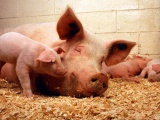 Свиньи. На Кубани планируют через три года увеличить поголовье свиней до 1 млн 