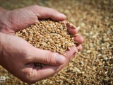 Зерно, зернобобовые. Аграрии Кубани собрали 1 млн тонн озимой пшеницы 