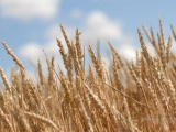 Зерно, зернобобовые. В связи с новым урожаем началось снижение цен 