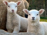 Овцы. Огромная база по продаже овец появилась в Гулькевическом районе 