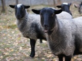 Овцы. Разведение овец романовской породы 