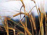 Зерно, зернобобовые. Лидер по производству ржи — Приволжский федеральный округ 