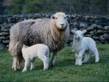 Овцы. Увеличение поголовья овец в Крыму на 14% 