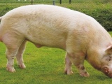 Свиньи. Крупная белая порода свиней 