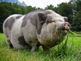 Свиньи. Миргородская порода свиней 