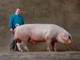 Свиньи. Эстонская беконная порода свиней 