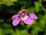 Мёд, пчелы, пчелопродукция. Цветочный конвейер 