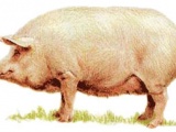 Свиньи. Украинская степная белая порода свиней 