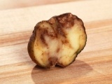Овоще-бахчевые культуры. Фитофтора на картофеле — заболевание картофеля - фотография №1