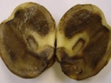 Бахчевые. Ризоктониоз картофеля (Чёрная парша). Заболевание картофеля. Методы лечения 