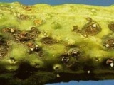 Овоще-бахчевые культуры. Антракноз — грибное заболевание огурца. Лечение - фотография №3