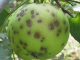 Садоводство. Парша яблони и груши, грибковое заболевание. Меры борьбы - фотография №2