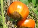 Овоще-бахчевые культуры. Вершинная гниль томатов физиологическое заболевание - фотография №1