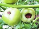 Овоще-бахчевые культуры. Вершинная гниль томатов физиологическое заболевание - фотография №2