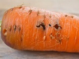 Овоще-бахчевые культуры. Морковная муха и как с ней бороться - фотография №2