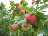 С/х продукция, сырье. Сбор урожая яблони и уход за плодами 