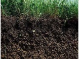 . Влияние гумуса на свойства почвы, питание растений и урожай 