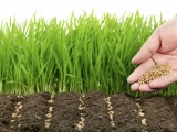 . Почвопокровные «сидераты». Как улучшить почву 