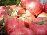 . Требования плодовых и ягодных культур к условиям выращивания 