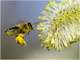 Мёд, пчелы, пчелопродукция. Язык танца пчелы 