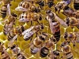 Мёд, пчелы, пчелопродукция. Пчелиная семья годовой оборот 
