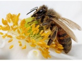 Мёд, пчелы, пчелопродукция. Пасека и организация пчеловодства 