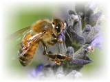 Мёд, пчелы, пчелопродукция. Подготовка к главному взятку 