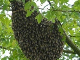 Мёд, пчелы, пчелопродукция. Роение пчел 