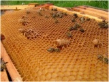 Мёд, пчелы, пчелопродукция. Воск и соты 
