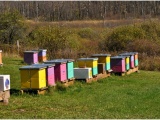 Мёд, пчелы, пчелопродукция. Медосбор 