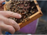 Мёд, пчелы, пчелопродукция. Правила обращения с пчелами с видео 