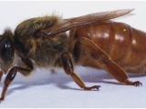 Мёд, пчелы, пчелопродукция. Пчелиная матка и факторы влияющие на её сохранность 