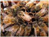 . Пчелиная матка и факторы влияющие на её сохранность - фотография №2